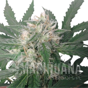 Royal Bluematic Automatic - ROYAL QUEEN SEEDS