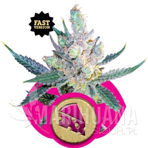 Royal Cheese® (Fast Version) - ROYAL QUEEN SEEDS