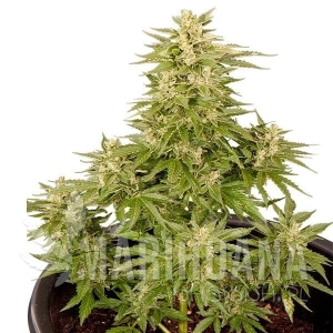 Royal Critical Automatic - ROYAL QUEEN SEEDS 