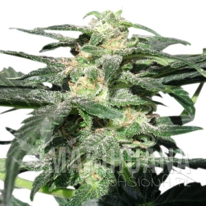 Royal Haze Automatic - ROYAL QUEEN SEEDS