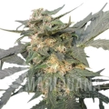 royal-haze-automatic (2).jpg