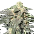 royal-haze-automatic (3).jpg