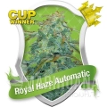 royal-haze-automatic.jpg