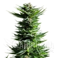 shining-silver-haze (1).jpg