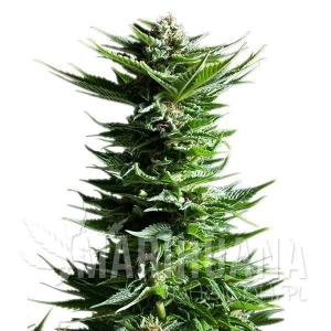 Shining Silver Haze - ROYAL QUEEN SEEDS