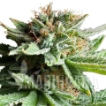 shining-silver-haze (2).jpg