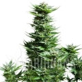 shining-silver-haze (3).jpg