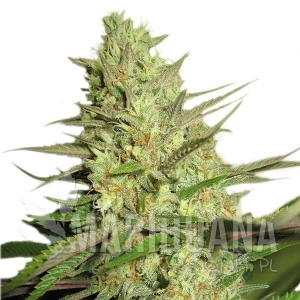 Special Queen #1 - ROYAL QUEEN SEEDS
