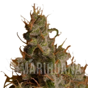 White Widow - ROYAL QUEEN SEEDS