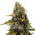 white-widow (2).jpg