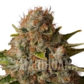 white-widow (3).jpg