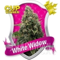 white-widow.jpg