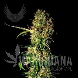 AK 470 Auto - SENSI GENETICS