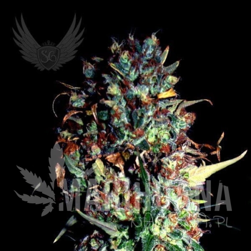jamaican-haze-auto.jpg