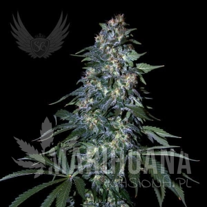 Northern XXL Auto - SENSI GENETICS