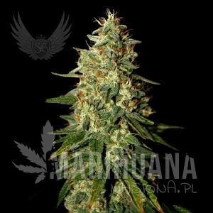 Skunk B52 Auto - SENSI GENETICS