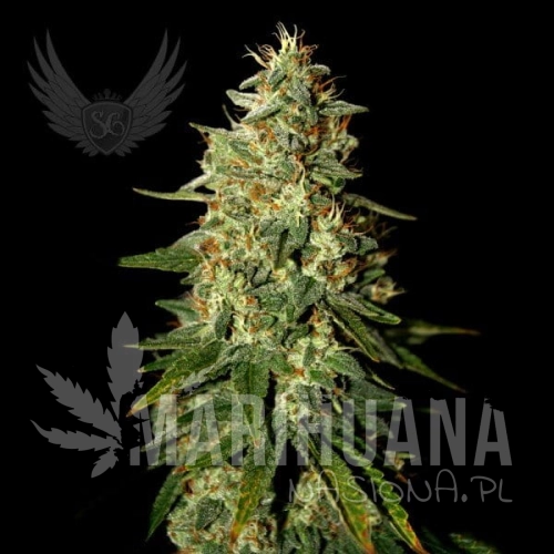 skunk-b52-auto.jpg