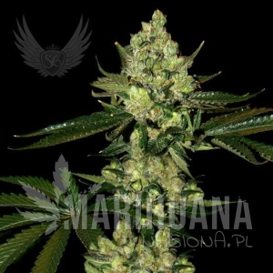 Super Diesel Auto - SENSI GENETICS