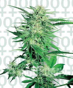 Big Bud® - SENSI SEEDS