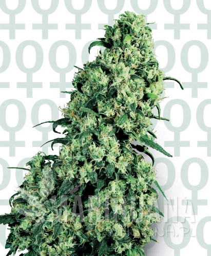 skunk-1-feminizowane-xl.jpg