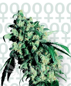 Super Skunk - SENSI SEEDS