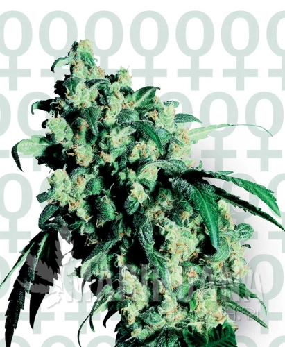super-skunk-feminizowane-xl.jpg