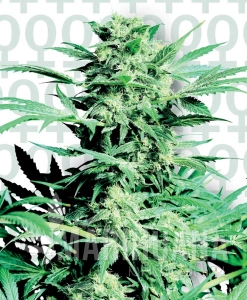 Shiva Skunk® - SENSI SEEDS
