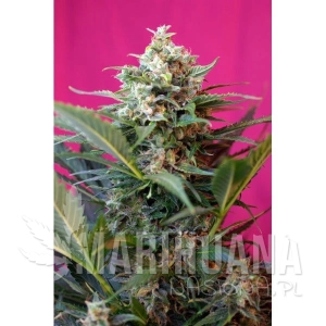Big Devil XL Autoflowering - SWEET SEEDS