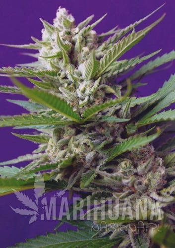 sweet-seeds-speed-devil-auto.jpg