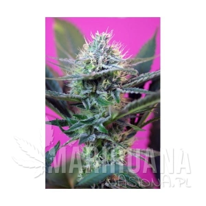 +Speed Auto - SWEET SEEDS