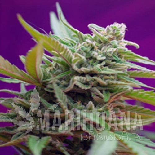 black-jack-sweet-seeds-black-jack-auto-autofloraison.jpg