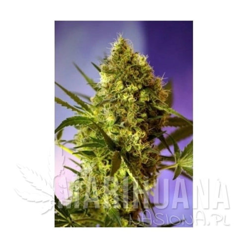 big-devil-2-autoflowering.jpg