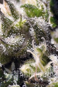 Cream Caramel Auto - SWEET SEEDS