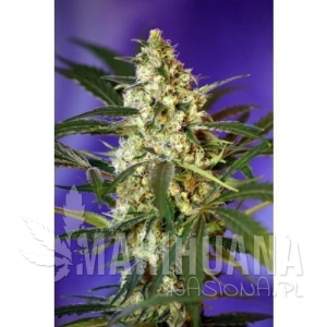 Fast Bud #2 - SWEET SEEDS
