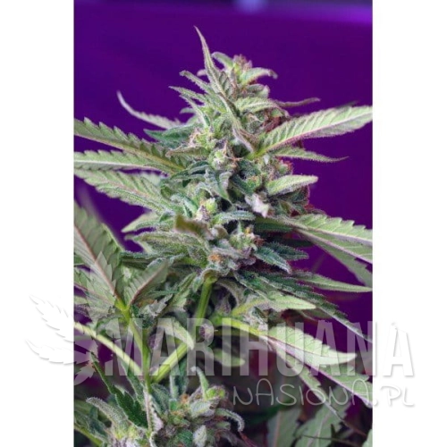 582-590-thickbox.jpg