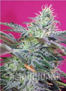Sweet Cheese Auto - SWEET SEEDS