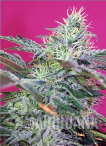 2511_sweet-cheese-auto-piensaenverde.jpg