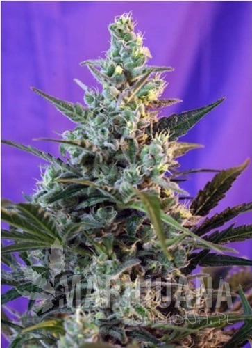 2510_sweet-skunk-auto-sweet-seeds-piensaenverde.jpg