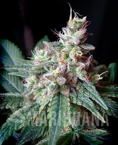 Cream_Caramel__46245_zoom.jpg