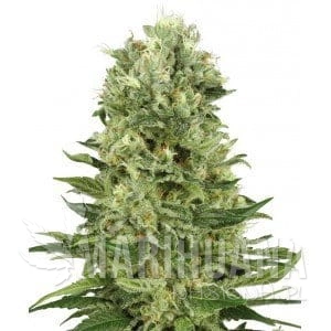 skunk-1-auto.jpg