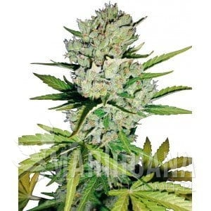 Super Skunk Auto - WHITE LABEL