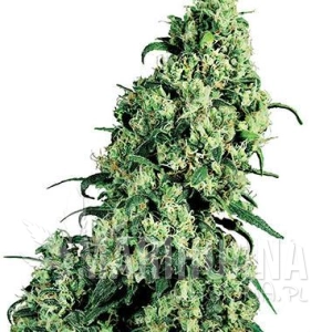 Skunk #1® - WHITE LABEL