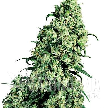 skunk-1.jpg