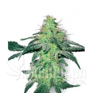 white-skunk.jpg