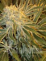 Northern Light - ROYAL QUEEN SEEDS