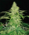 ROYAL QUEEN SEEDS - Northern Light