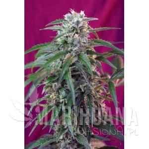 SWEET SEEDS - Green Poison Auto