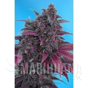 Dark Devil Autoflowering - SWEET SEEDS