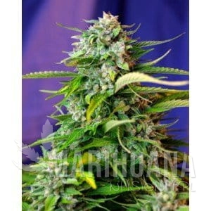 SWEET SEEDS - Jack 47 Auto