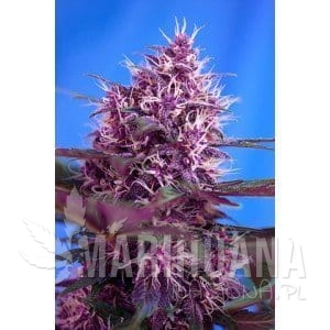 Red Poison Auto - SWEET SEEDS
